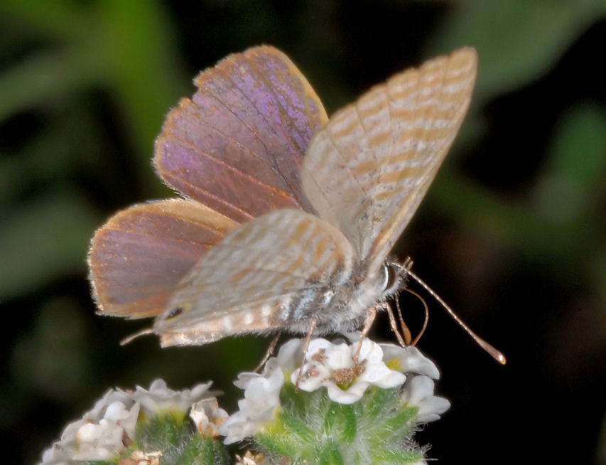Farfalla n. 1